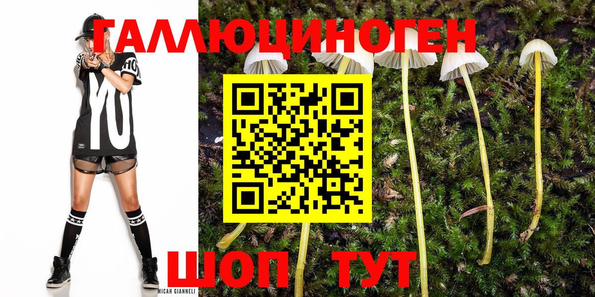 Псилоцибиновые грибы Psilocybe Североморск